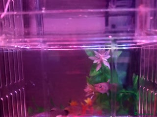 Other/Mixed Breed fish - Advert 1