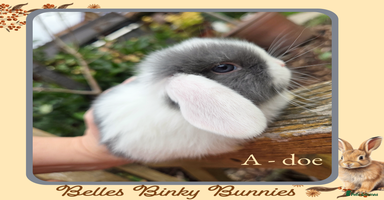 Mini Lop rabbits - Advert 3