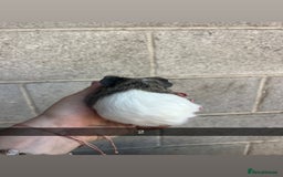 Guinea Pig rodents for sale: Lovely guinea pigs looking for their new homes!  - Image 5