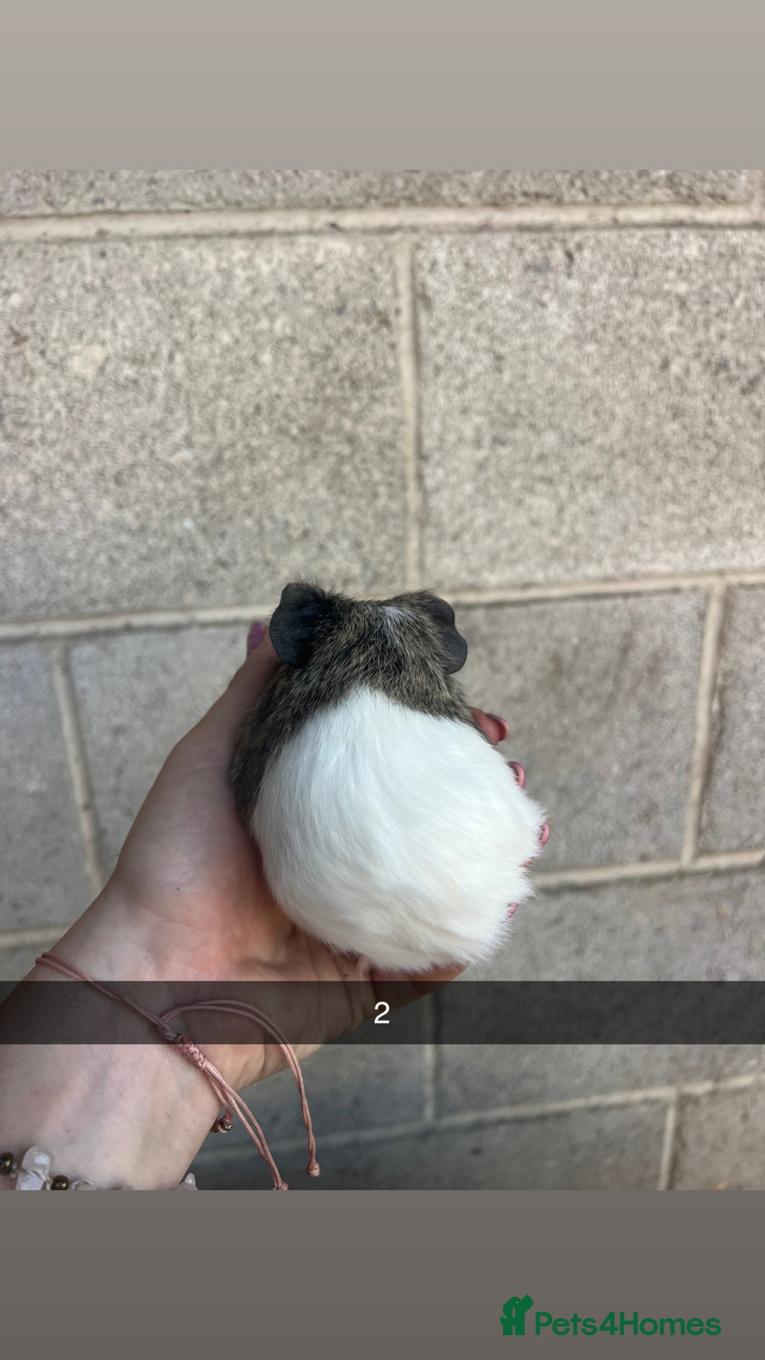 Guinea Pig rodents for sale: Lovely guinea pigs looking for their new homes!  - Image 5