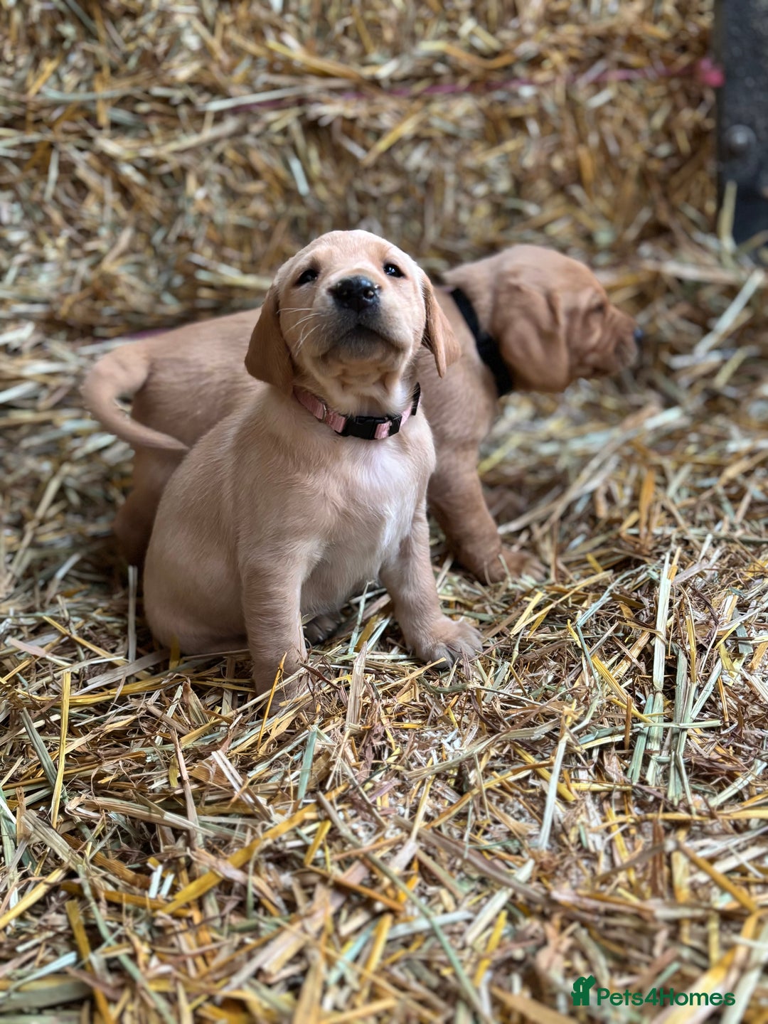 Labrador Retriever dogs for sale: KC Registered Labrador Puppies for Sale - Advert 14