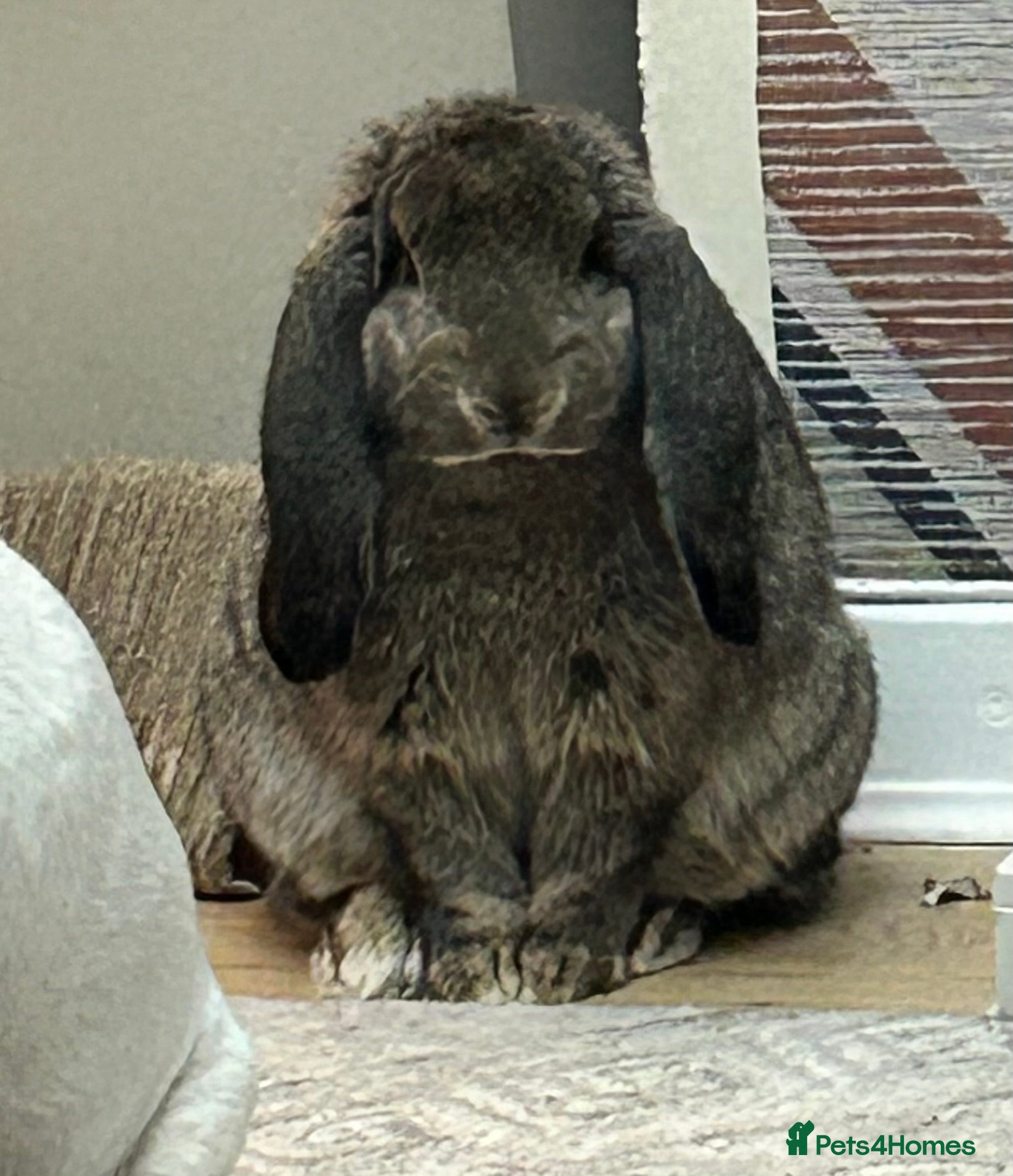 French Lop rabbits Cinnamon bun is a giant French lop - Advert 1