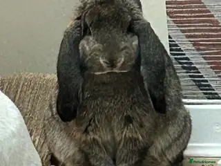 French Lop rabbits Cinnamon bun is a giant French lop - Advert 1