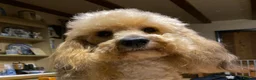 Cockapoo dogs for sale: Gorgeous F1 Cockapoo puppies  - Advert 7