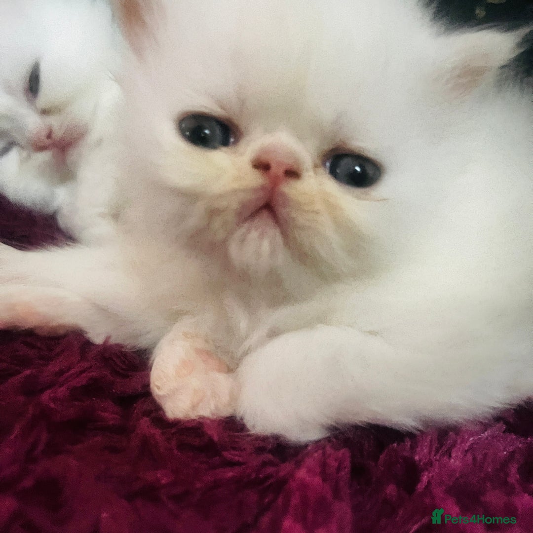Persian cats for sale: ♥️🍃 ꨁ EXOTIC PERSIAN DOLL FACE KITTENS FOR SALE - Advert 1