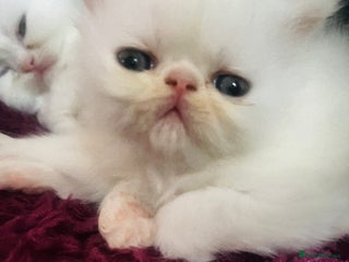 Persian cats ♥️🍃 ꨁ EXOTIC PERSIAN DOLL FACE KITTENS FOR SALE - Advert 15