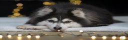 Pomsky dogs for stud: F2 Rare Blue/White Pomsky Proven Stud-US Import in Leeds - Advert 2