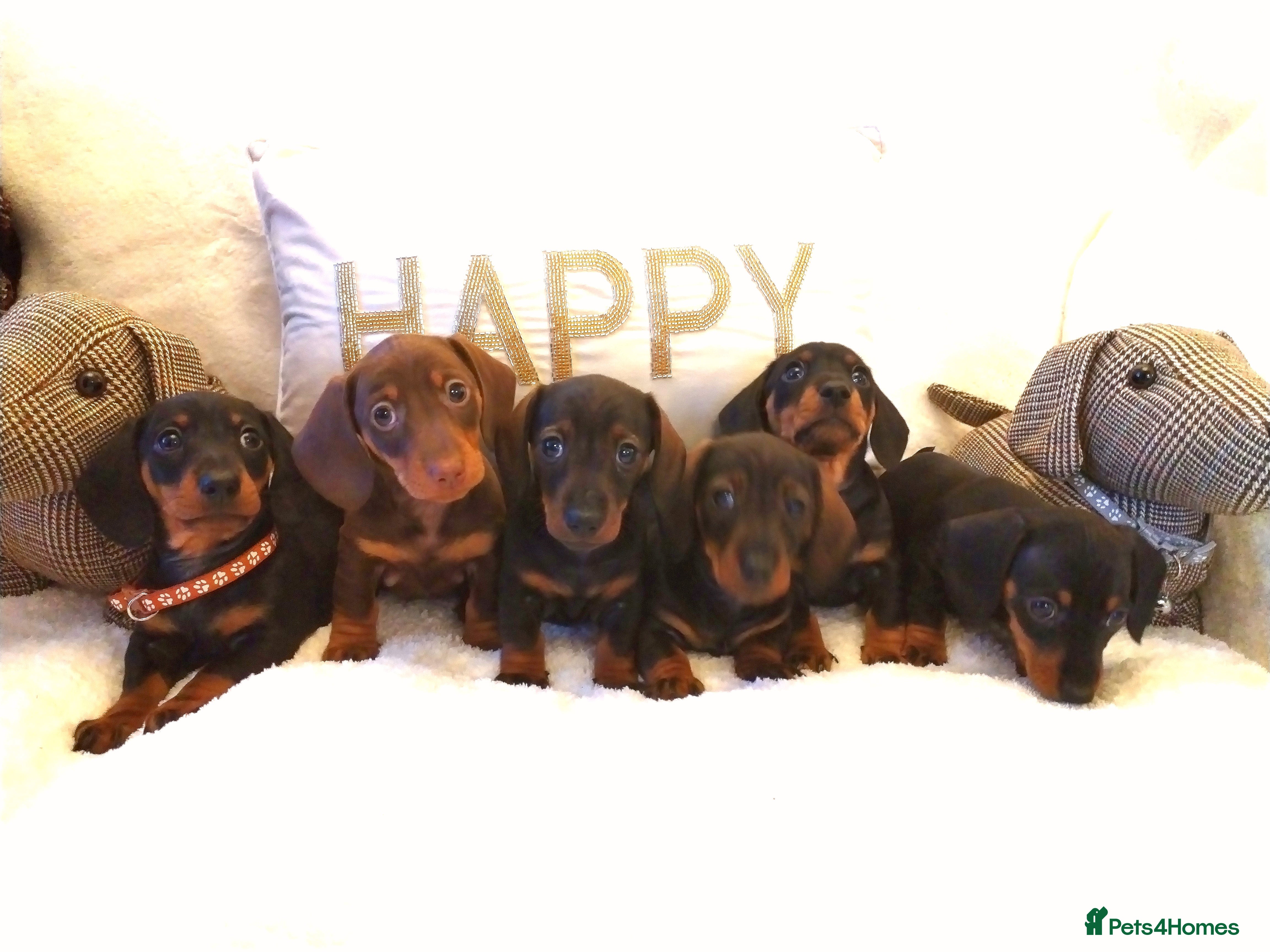 Miniature Dachshund dogs Mini dachshund  - Advert 2