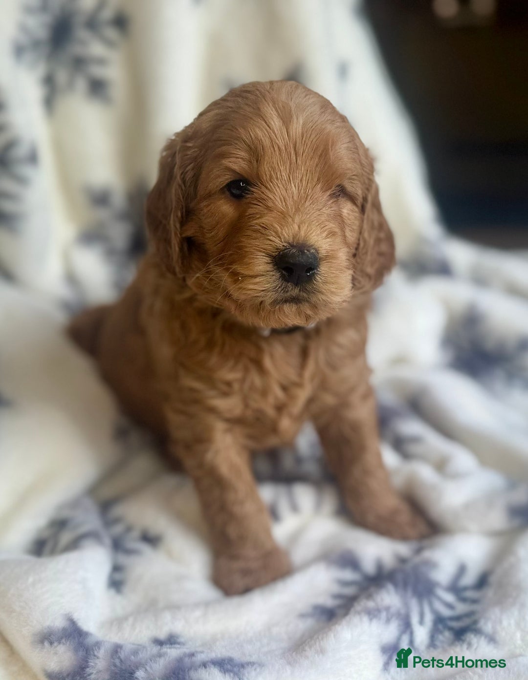 Mini Goldendoodle dogs for sale: Miniature Golden Doodle Puppies - Advert 8