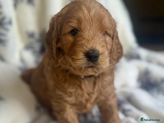Mini Goldendoodle dogs Miniature Golden Doodle Puppies - Advert 2