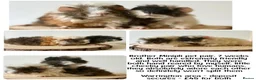 Guinea Pig rodents for sale: 2 pairs of boars  - Advert 10