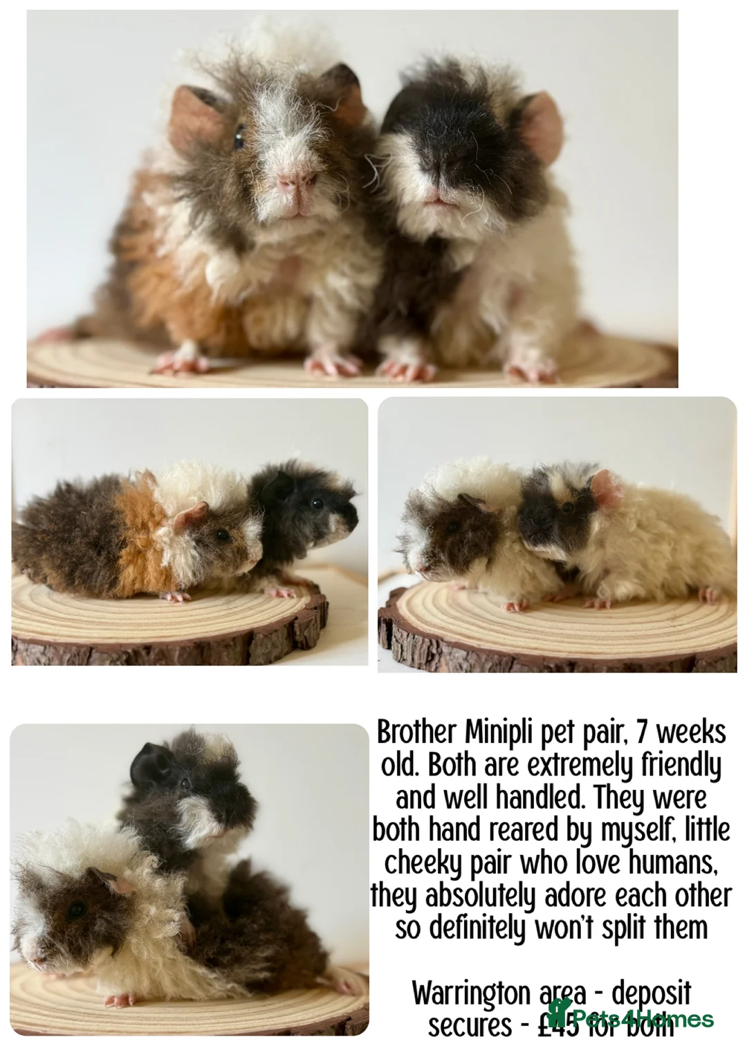 Guinea Pig rodents for sale: 2 pairs of boars  - Advert 10