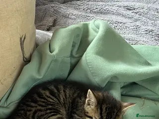 Mixed Breed cats Kittens - Advert 5