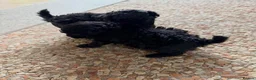 Toy Poodle dogs for sale: Three Little Toy Poodle Treasures, 1 Boy & 2 Girls - Advert 5
