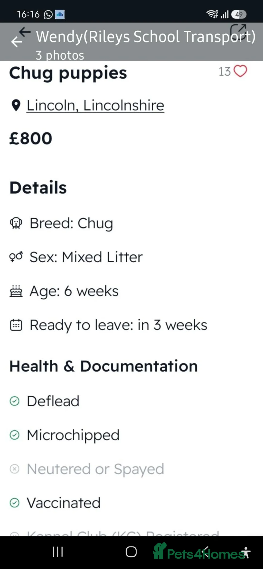 Mixed Breed dogs for sale: Chug Puppies for sale  in Lincoln - Advert 2