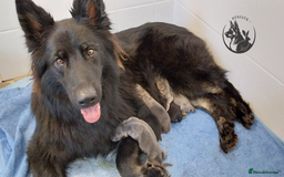 German Shepherd dogs for sale: KC health tested top quality german shepherds - Image 2