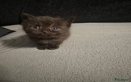Domestic Shorthair cats for sale: X2 litters - Image 2