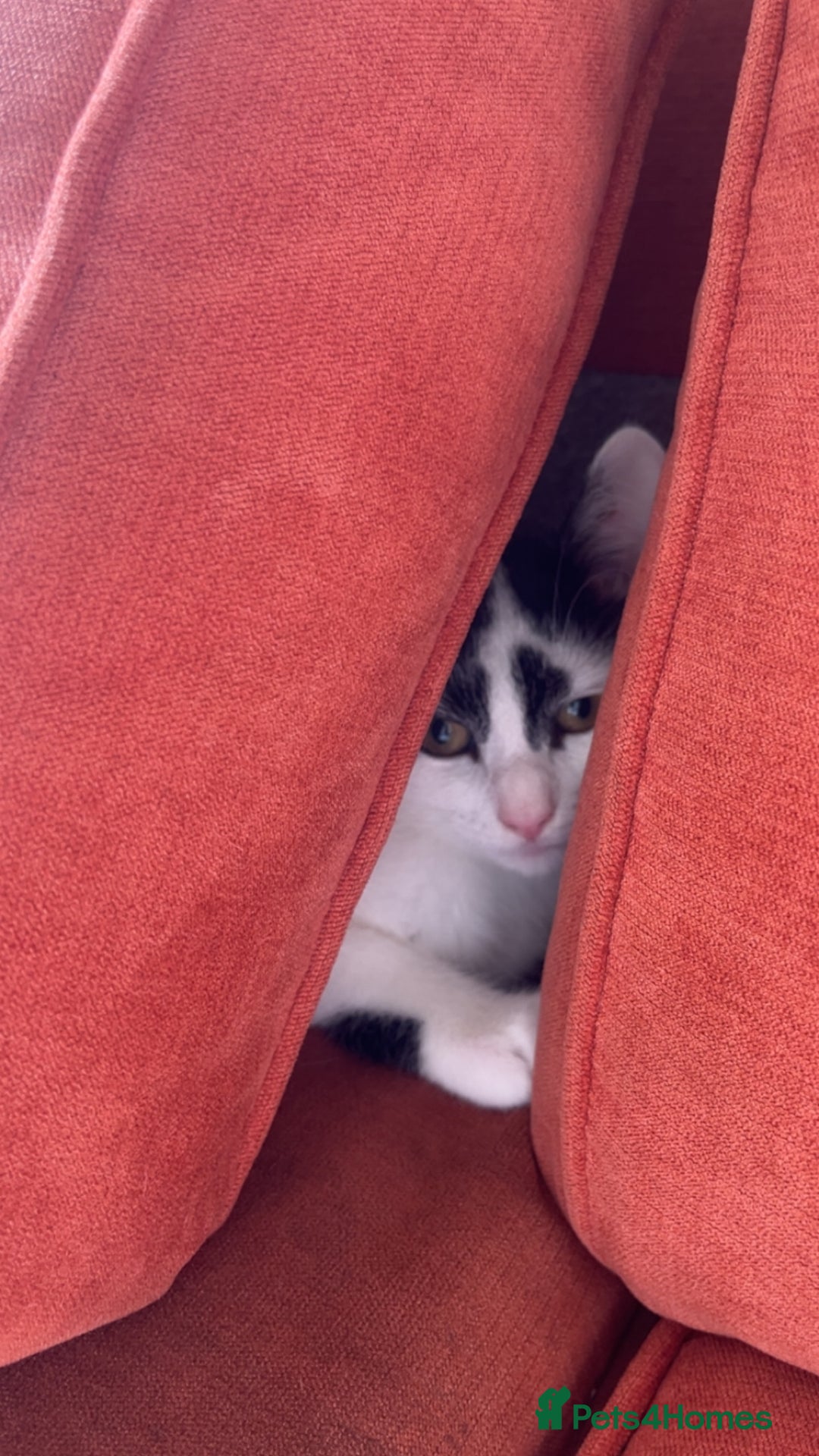 Mixed Breed cats for sale: Storm - Image 4
