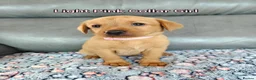 Labrador Retriever dogs for sale: Kc Reg Fox Red Labs From Health Tested Parents  - Advert 8