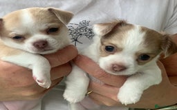 Chihuahua dogs for sale: Apple head boy Chihuahua  - Image 12