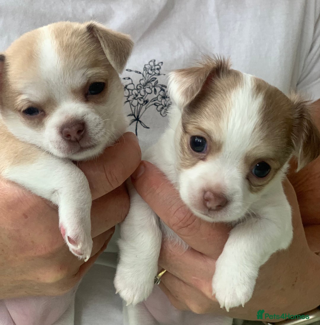 Chihuahua dogs for sale: Apple head boy Chihuahua  - Image 12
