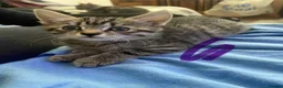 Mixed Breed cats for sale: 5 beautiful kittens - Advert 9