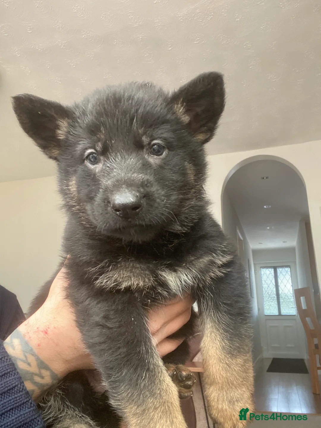 German Shepherd dogs for sale: German shepherd puppies  - Advert 1