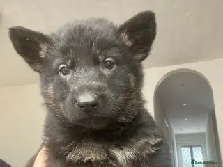 German Shepherd dogs German shepherd puppies - Advert 3