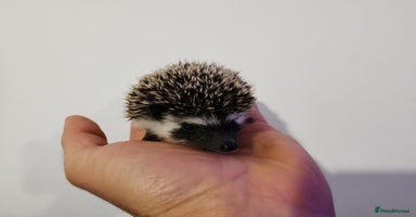 Pygmy Hedgehog rodents - Advert 1