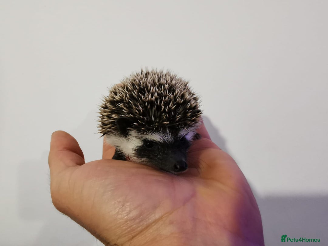 Pygmy Hedgehog rodents for sale: Male and a female african pygmy hedgehog  - Image 2