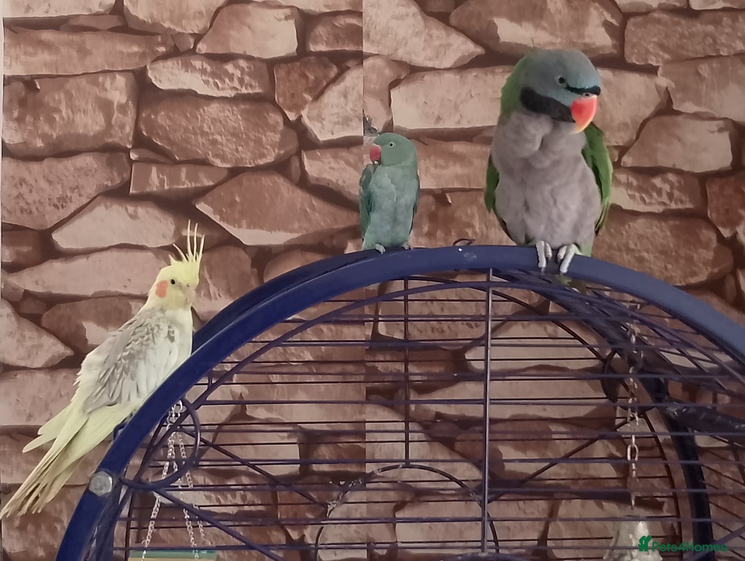 Parakeets birds for sale: Derbyan says hello, mimicks noises,chats away - Image 4