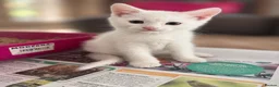 British Shorthair cats for sale: Beautiful Kittens - Advert 11