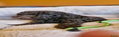 Toy Poodle 4