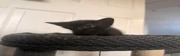 Domestic Shorthair cats for sale: 4 beautiful baby’s ready for there home - Advert 12