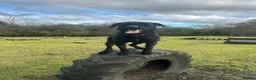 Giant Schnauzer dogs for sale: Working line Giant schnauzer puppies - Advert 3