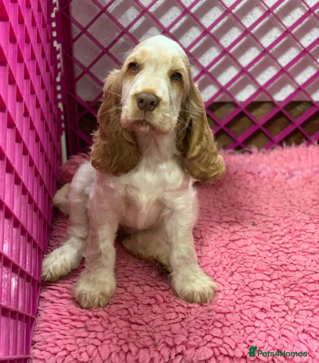 Cocker Spaniel dogs for sale: 5* LICENSED READY KC SHOW H/TESTED PUPPIES  - Image 6