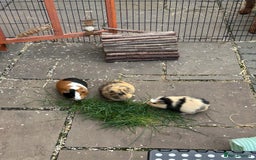 Guinea Pig rodents for sale: 3 Sow Guinea pigs. - Image 1