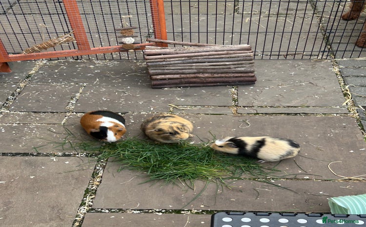 Guinea Pig rodents - Advert 14