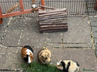 Guinea Pig rodents - Advert 18