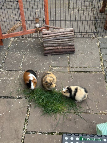 Guinea Pig rodents - Advert 12