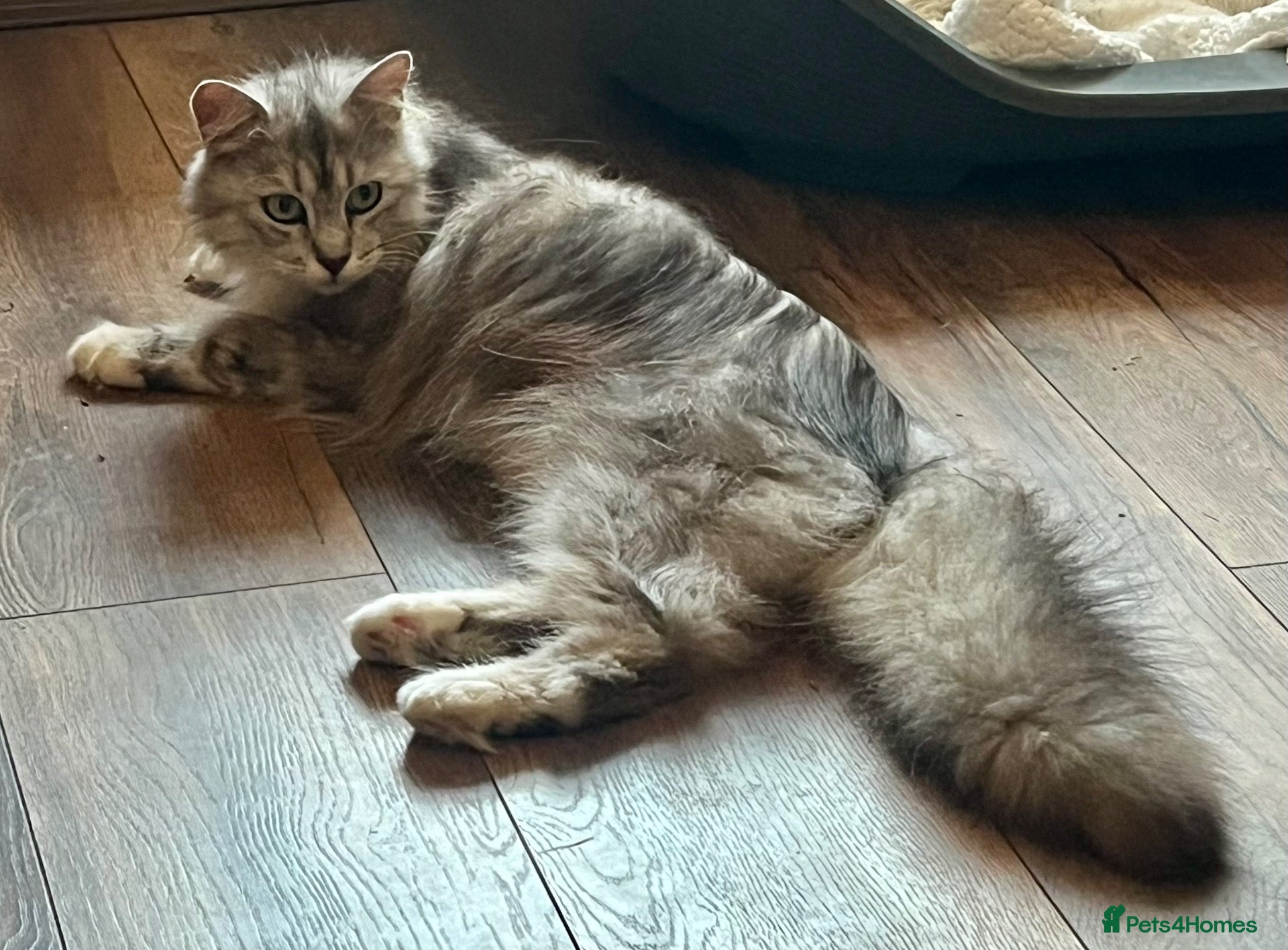 Maine Coon cats Pure Maine Coon Female - Advert 12