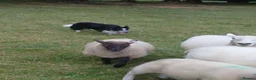 Border Collie dogs for sale: Border collie dogs for sale  in Machynlleth - Advert 5