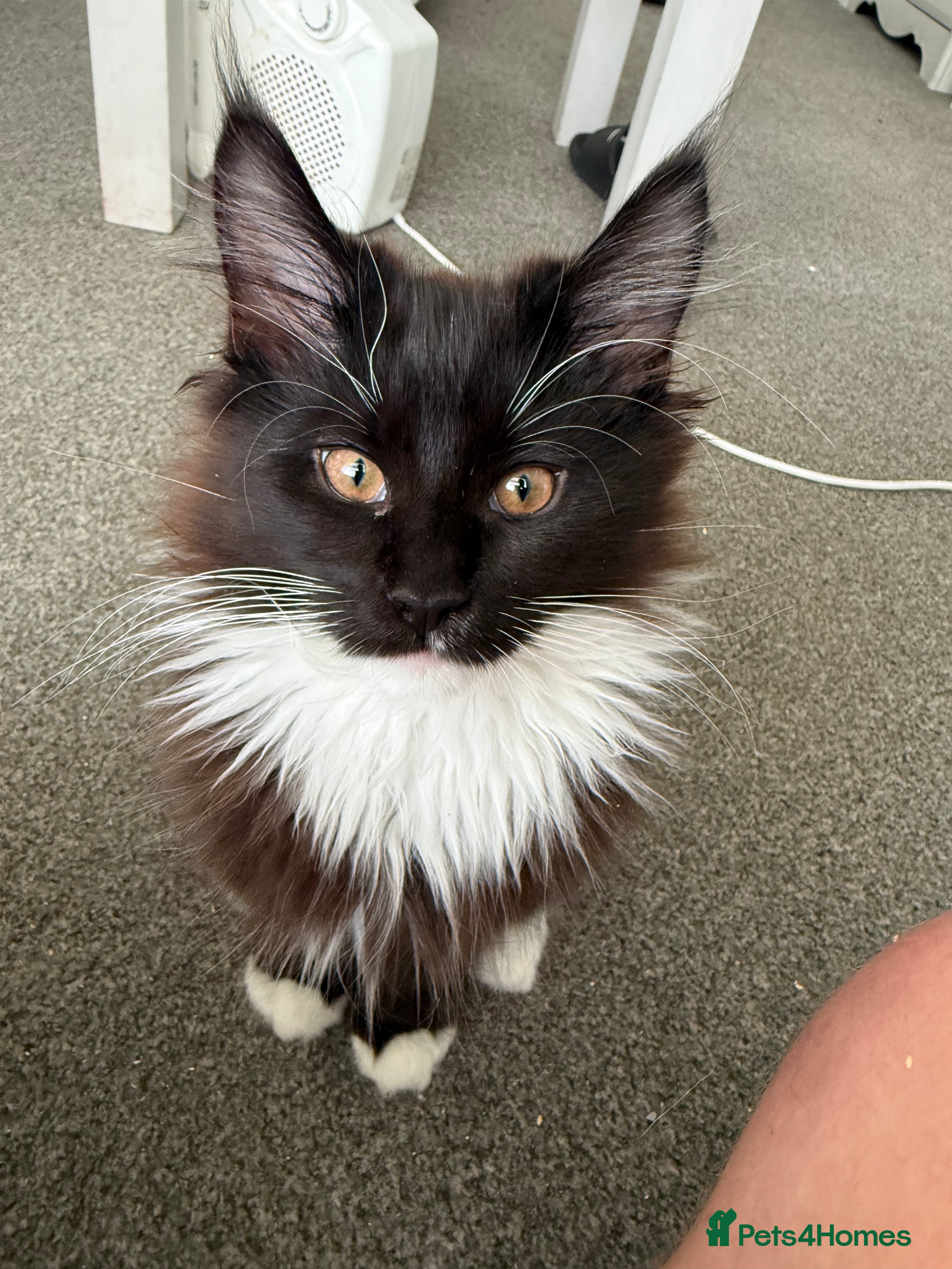 Maine Coon cats Pedigree Maine Coon Kittens for Sale - Advert 2