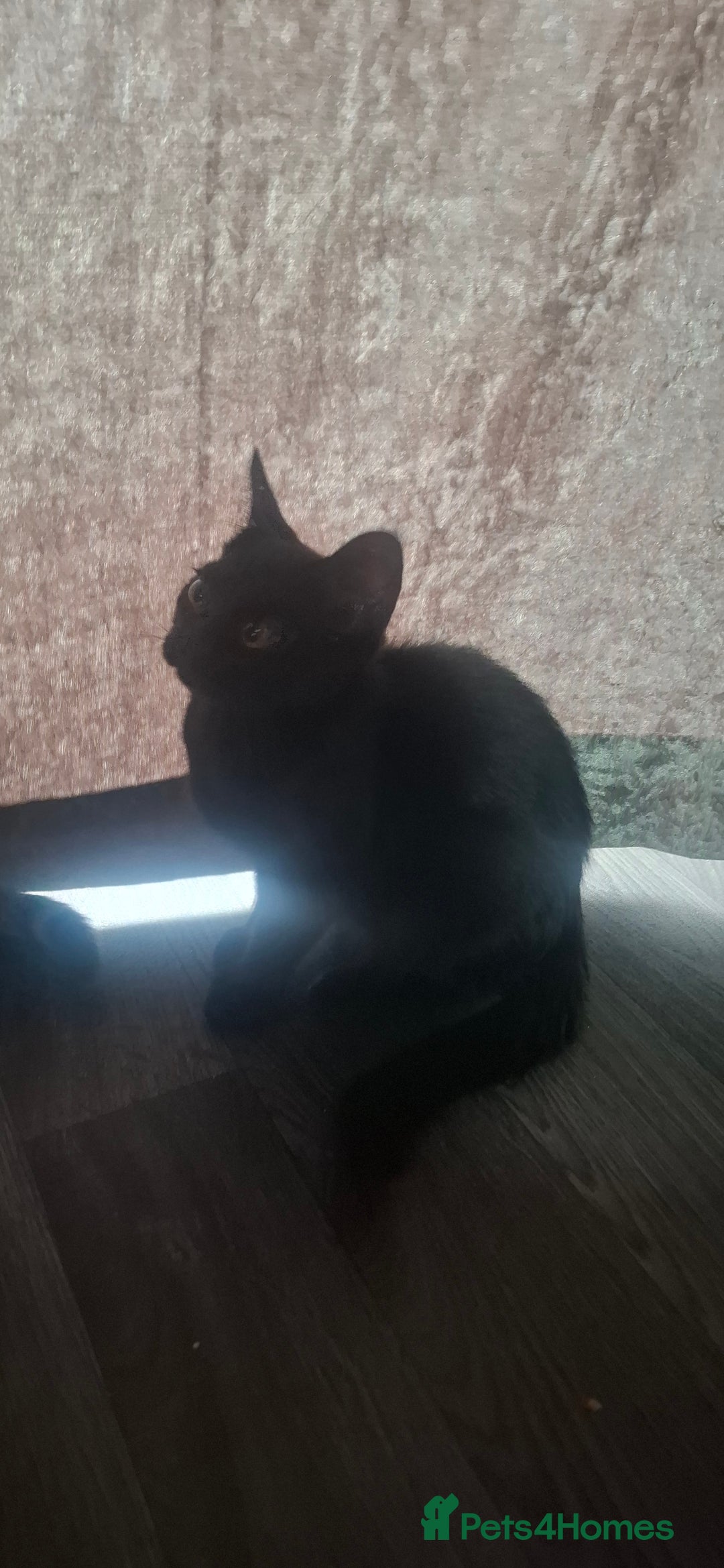 Mixed Breed cats for sale: Gorgeous  - Image 4