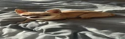 Chihuahua dogs for stud: KC Reg Fawn Cream Smooth Coat Chihuahua — For Stud in Brighton - Advert 6