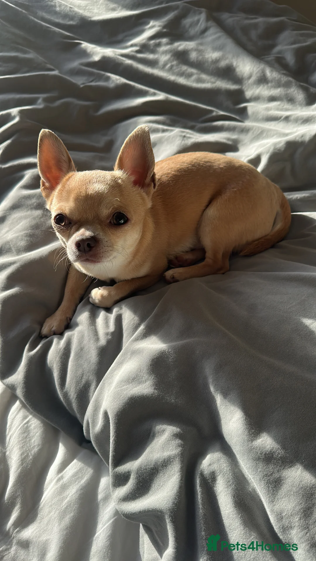 Chihuahua dogs for stud: KC Reg Fawn Cream Smooth Coat Chihuahua — For Stud in Brighton - Advert 6