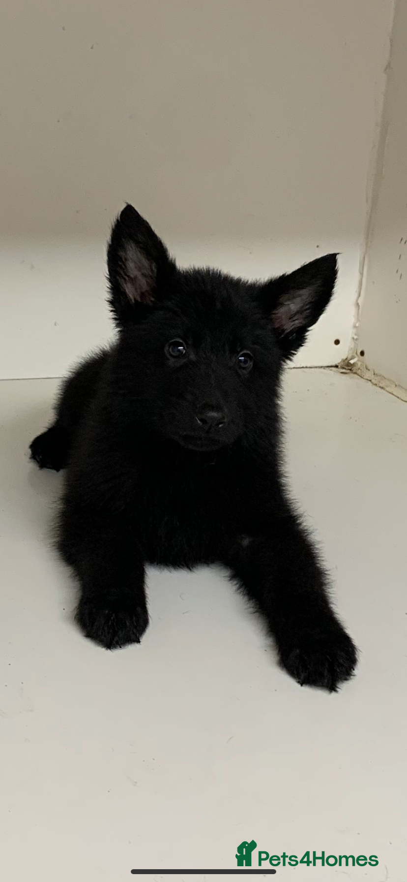 German Shepherd dogs German shepherd puppies - Advert 19