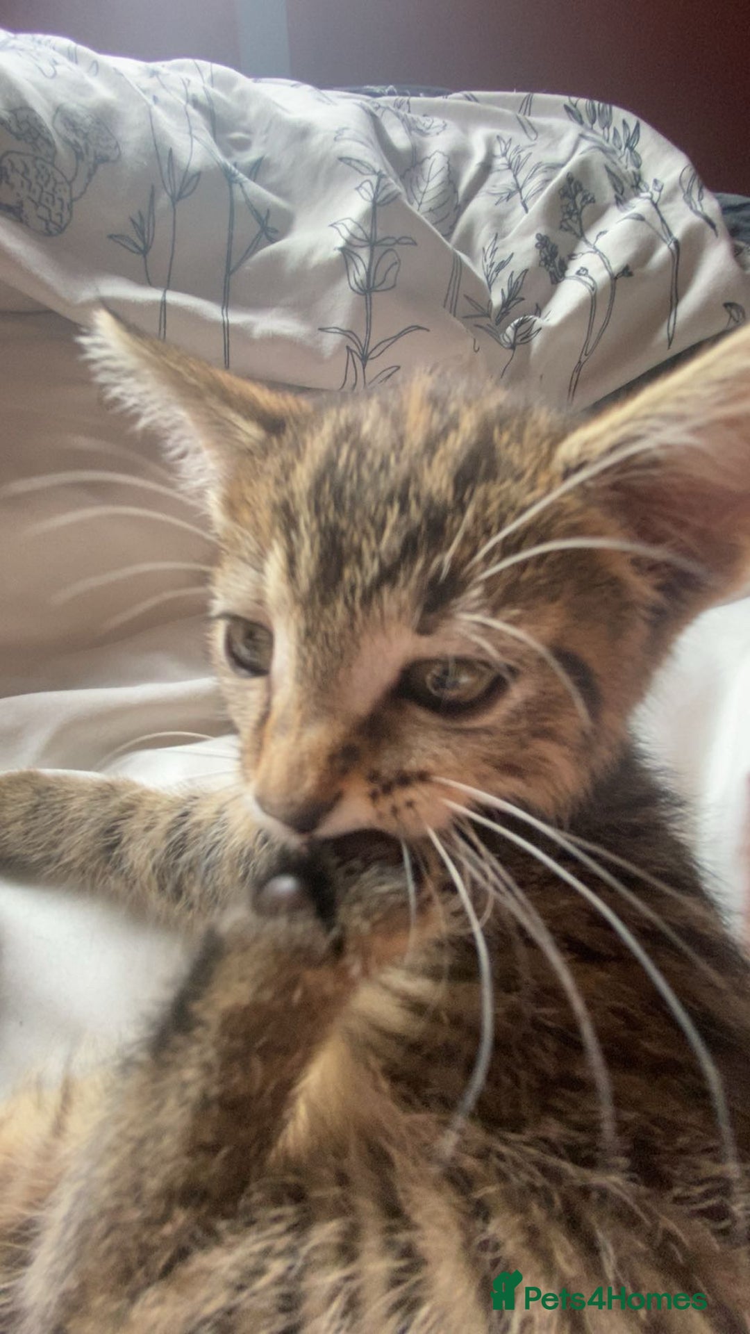 Bengal cats for sale: Beautiful baby bengal girl  - Advert 10