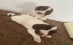 English Springer Spaniel dogs for sale: 7  Spingerspainel Puppies - Image 2