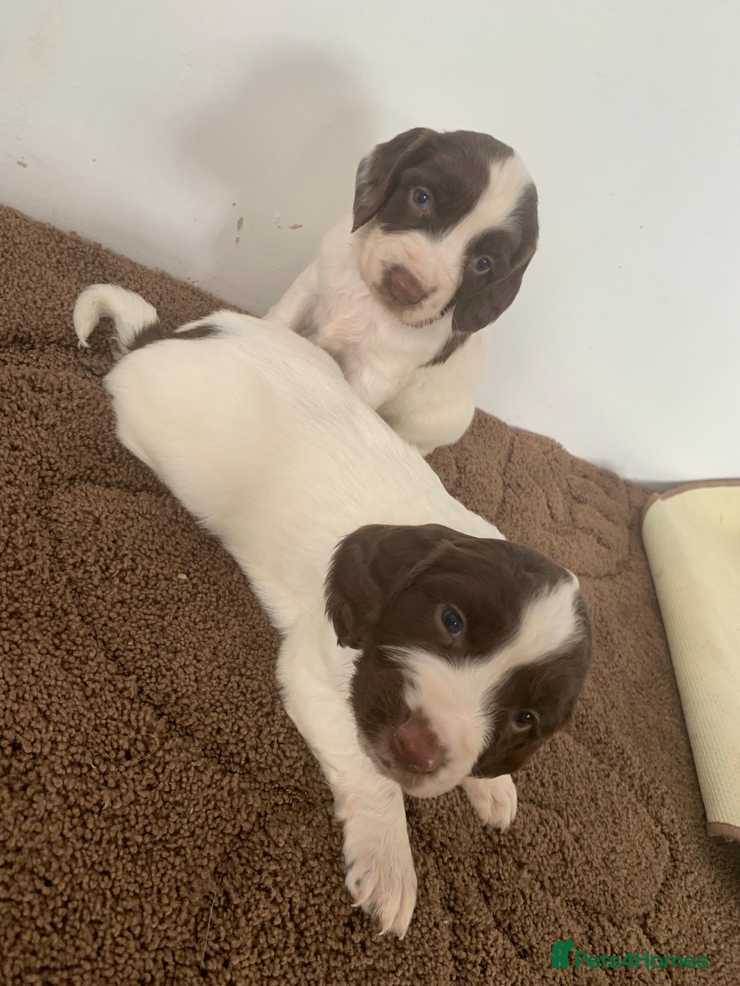 English Springer Spaniel dogs for sale: 7  Spingerspainel Puppies - Image 2